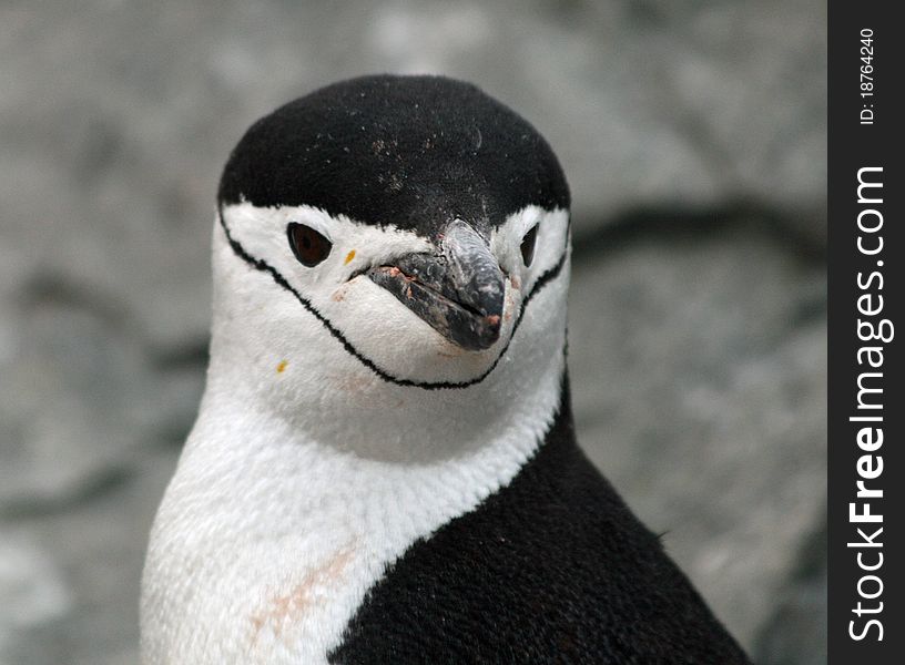 Headshot of a Chinstrap penguin. Headshot of a Chinstrap penguin