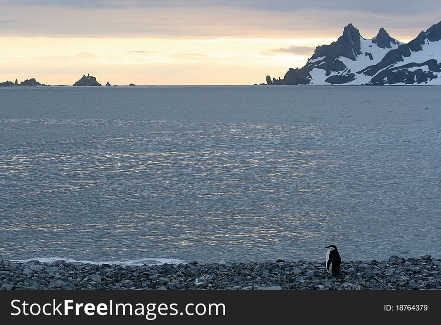 Penguin in Half Moon Bay Antarctica