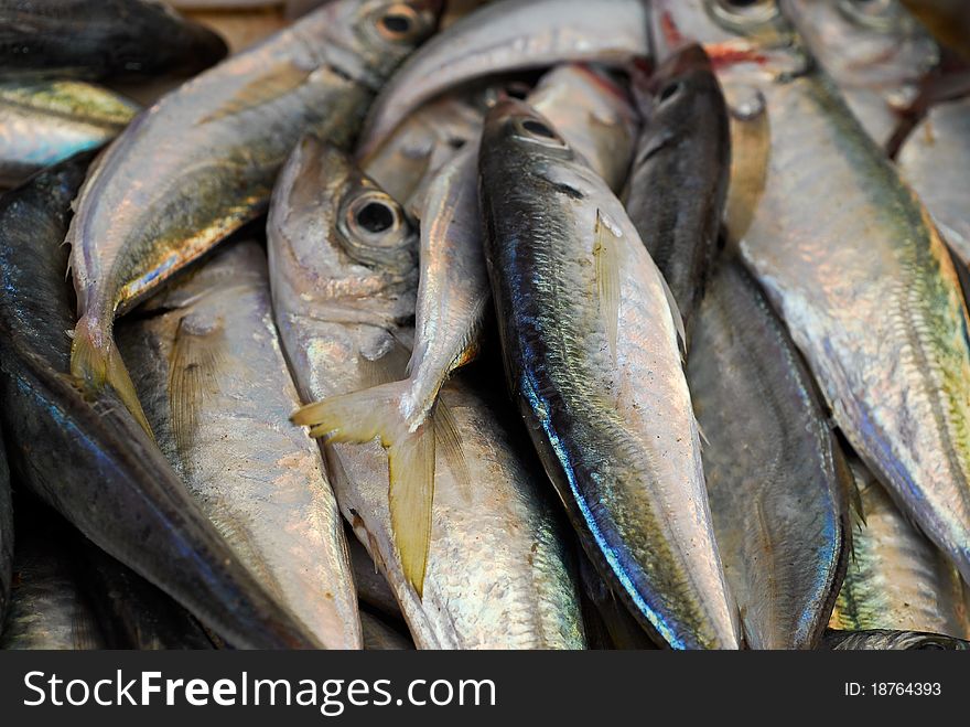 Fresh fish of the adriatic sea just fished