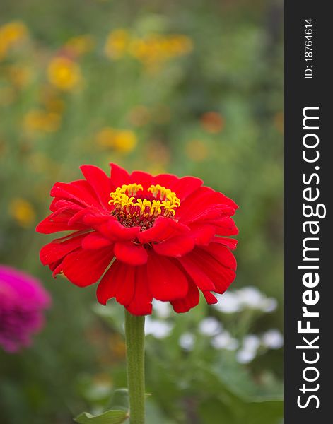 Photo of the Red dahlia