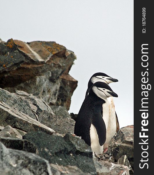 A pair of Chinstrap penguins. A pair of Chinstrap penguins