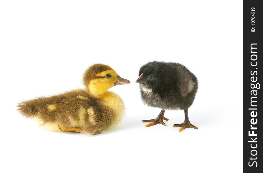 Newborn cute duckling and chicken isolated on white background. Newborn cute duckling and chicken isolated on white background