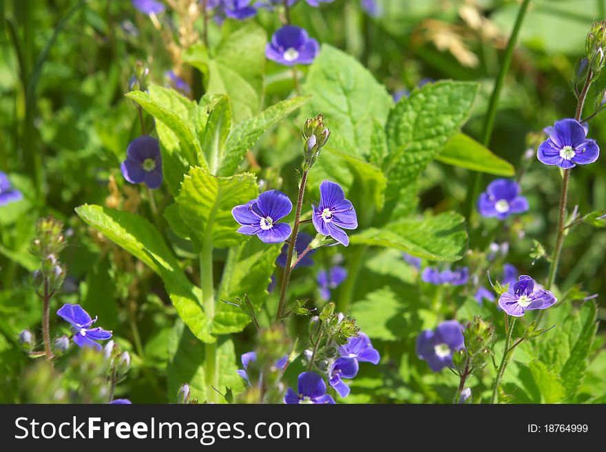 Photo of the Violet Vitrockiana