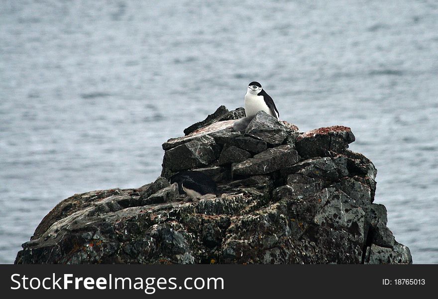 Chinstrap penguin 36