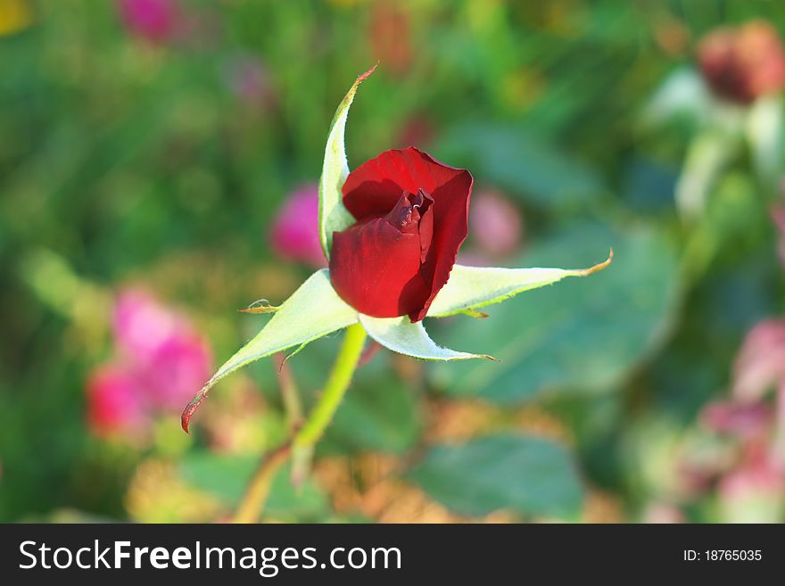 Photo of the Garden rose