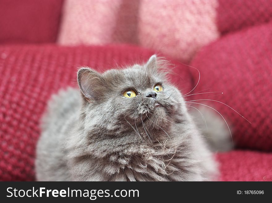 Photo of the persian cat