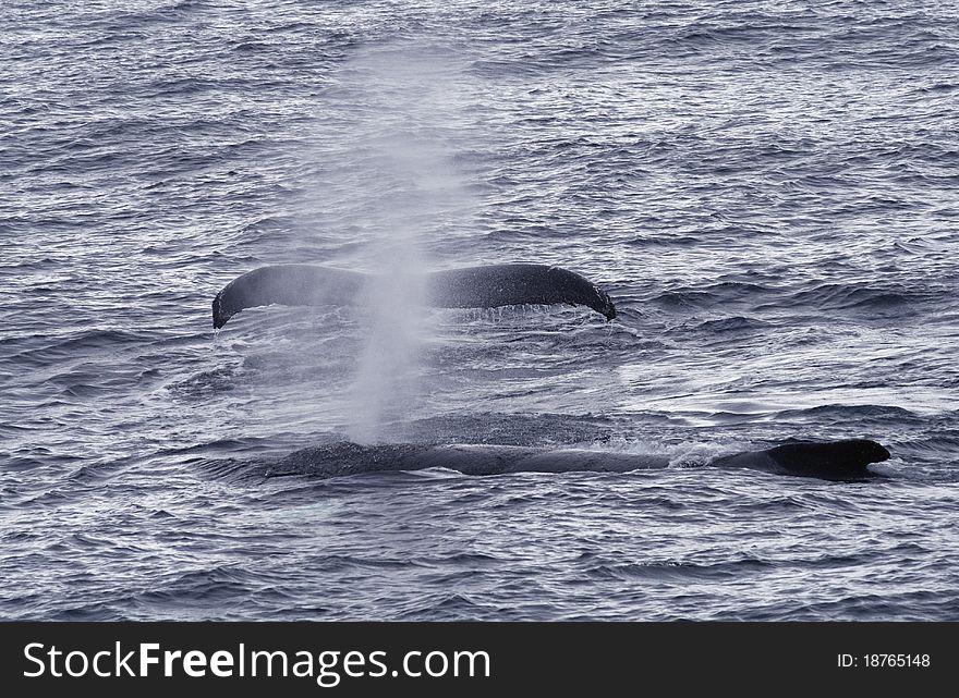 Humpback whales in sea around Antarctica