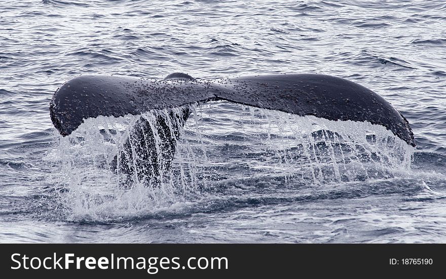 Humpback whale tail coming out of water. Humpback whale tail coming out of water