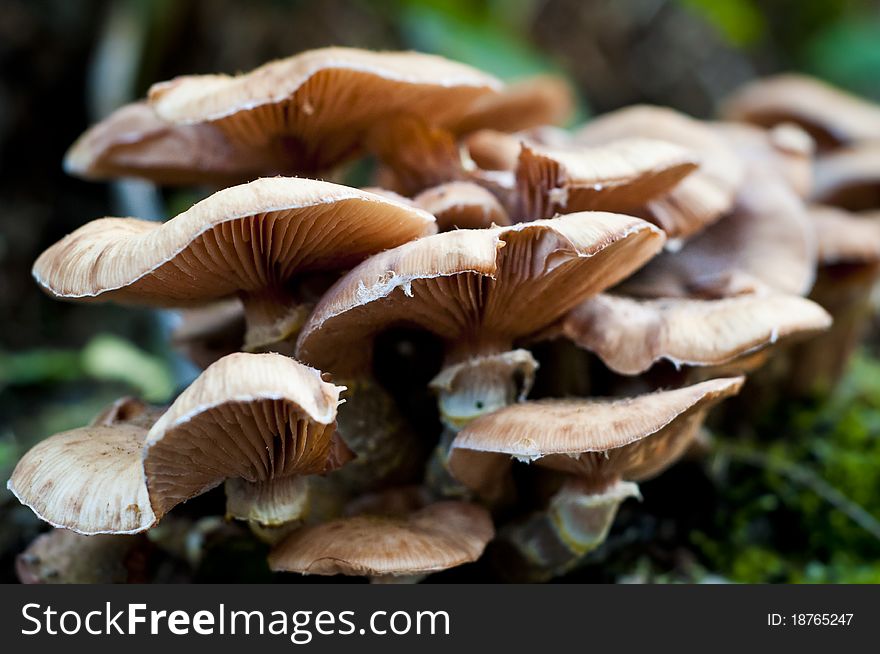 Fungus growing out of mossy tree showing gills