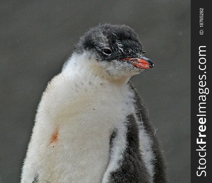 Gentoo penguin chick 4