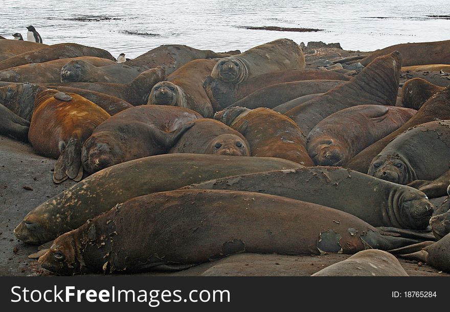 Elephant seals lying on a beach. Elephant seals lying on a beach