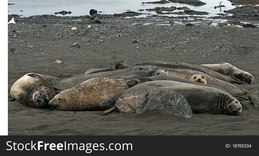 Elephant seals lying on a beach. Elephant seals lying on a beach