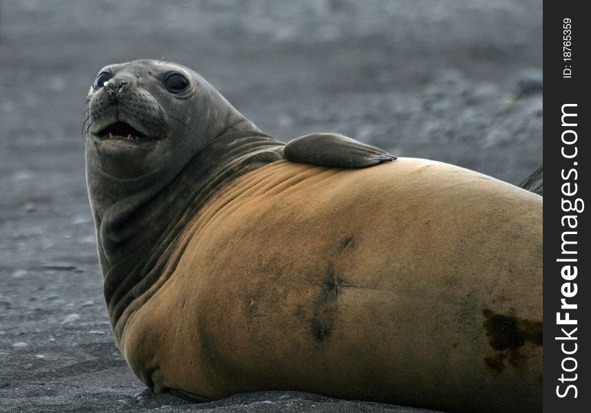 Elephant seal lying on a beach. Elephant seal lying on a beach