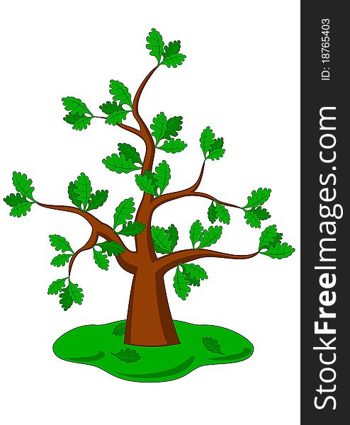 Cartoon oak on a white background. Vector drawing. Cartoon oak on a white background. Vector drawing.