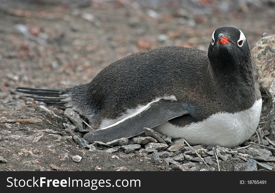 Gentoo penguin 6