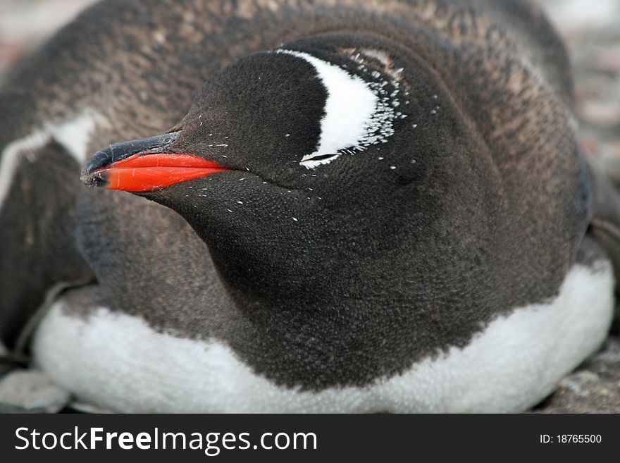 Gentoo penguin 8