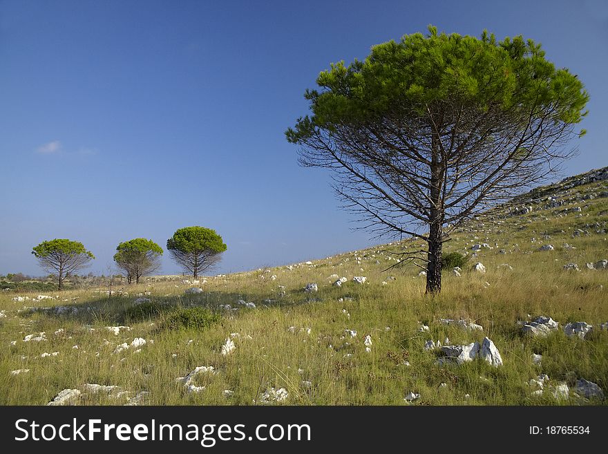 Four trees below hill, grass and rocks. Four trees below hill, grass and rocks