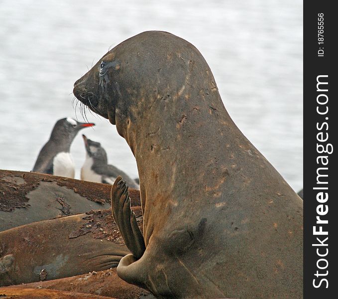 Elephant seal lying on a beach. Elephant seal lying on a beach