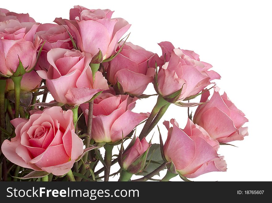 Close-up of pink roses isolated on a white background.