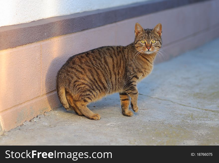 Beautiful american bobtail cat race paying attention toward camera.