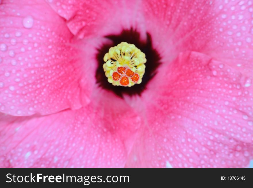 Close-up of a Hibiscus flower. Close-up of a Hibiscus flower