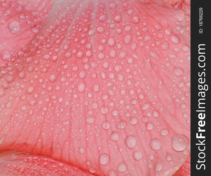 Beautiful water drop on pink petal