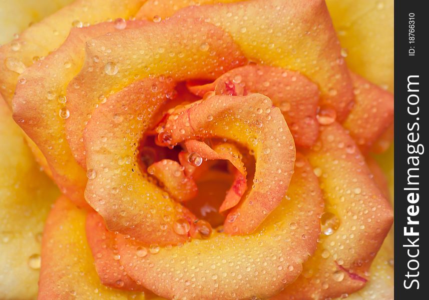 Close-up of a pink rose with water drops. Close-up of a pink rose with water drops