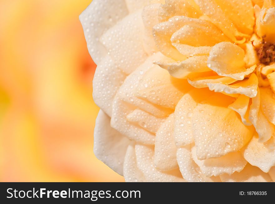 Close-up of a pink rose with water drops. Close-up of a pink rose with water drops