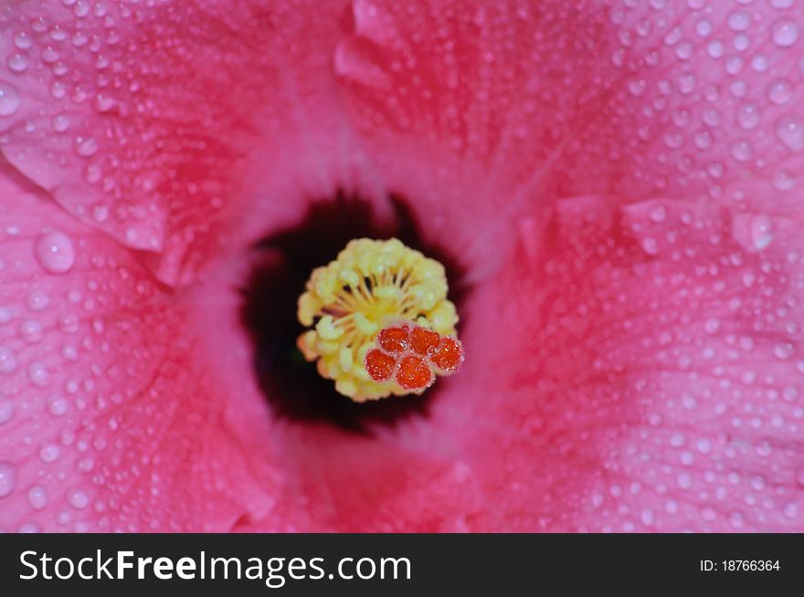 Close-up of a Hibiscus flower. Close-up of a Hibiscus flower