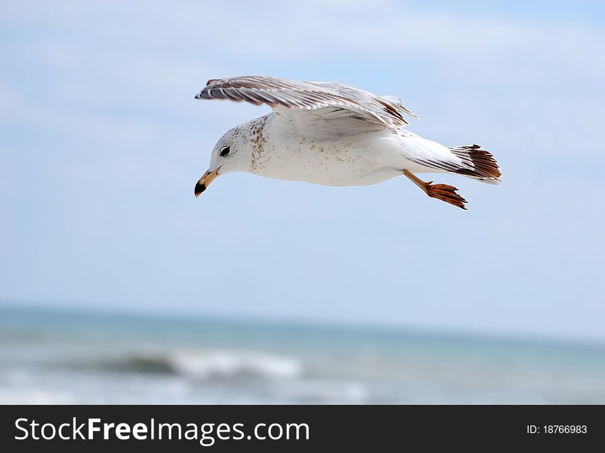 Closeup of seagull flying at the beach