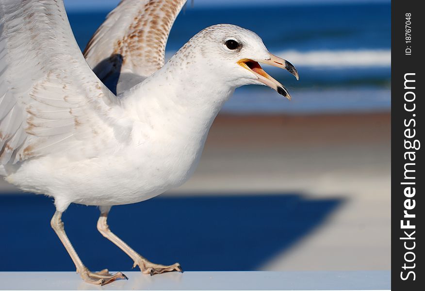 Closeup of seagull flying at the beach