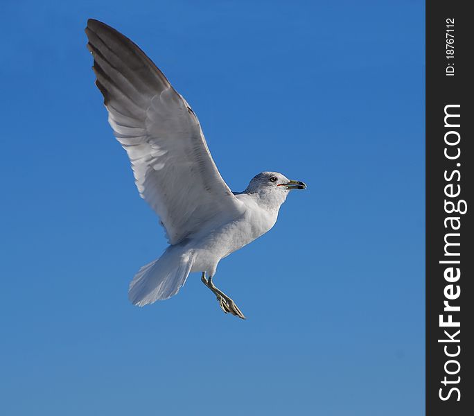 Closeup of seagull flying at the beach