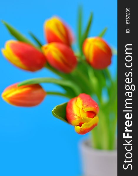 Red and yellow spring tulips arrangement