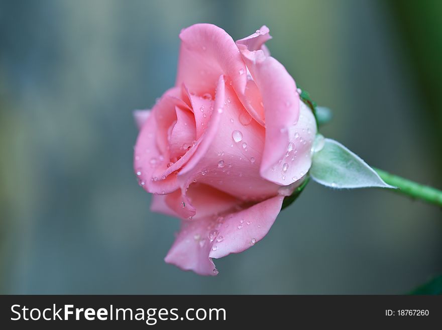 Close up Beautiful pink roses