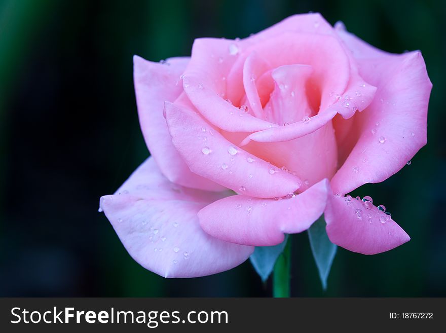 Close up Beautiful pink roses