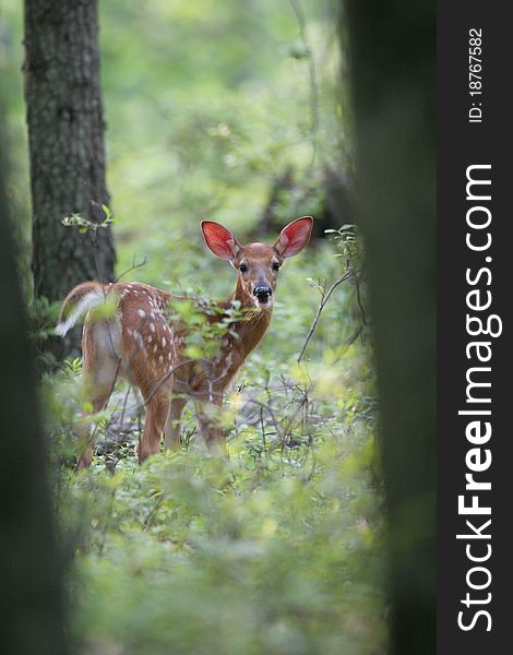 Young whitetail fawn in spring time. Young whitetail fawn in spring time.