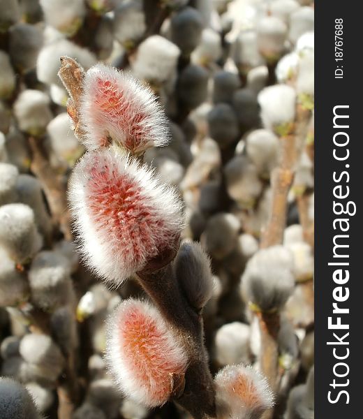 Beautiful willow catkins in early spring