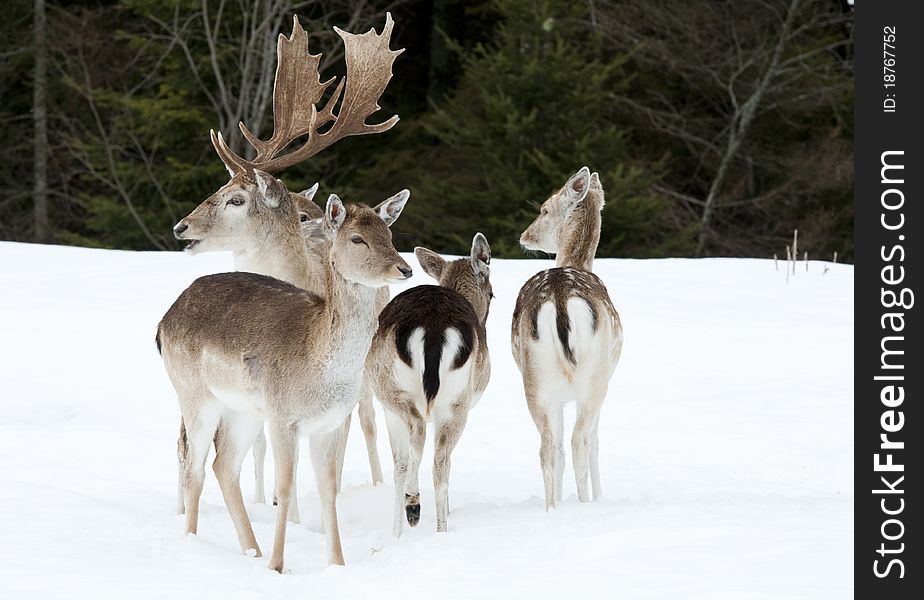 Fallow deer family in the snow, pine trees in the background. Fallow deer family in the snow, pine trees in the background