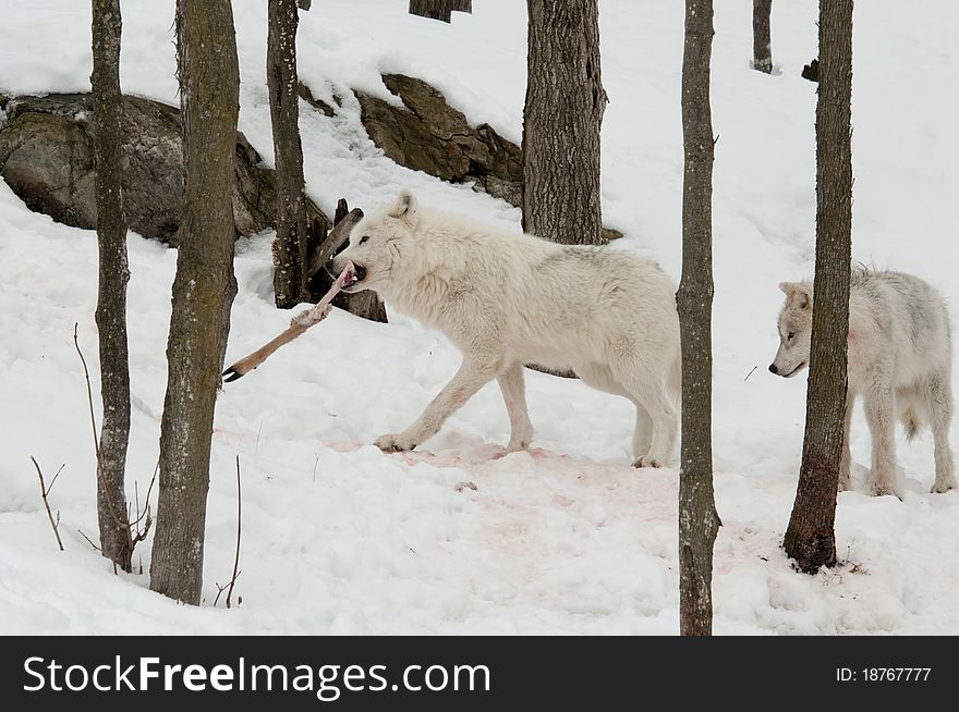 White wolf walking in winter with deer leg in mouth. White wolf walking in winter with deer leg in mouth