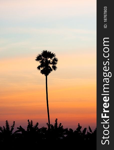 Sugar Palm Tree in the evening
