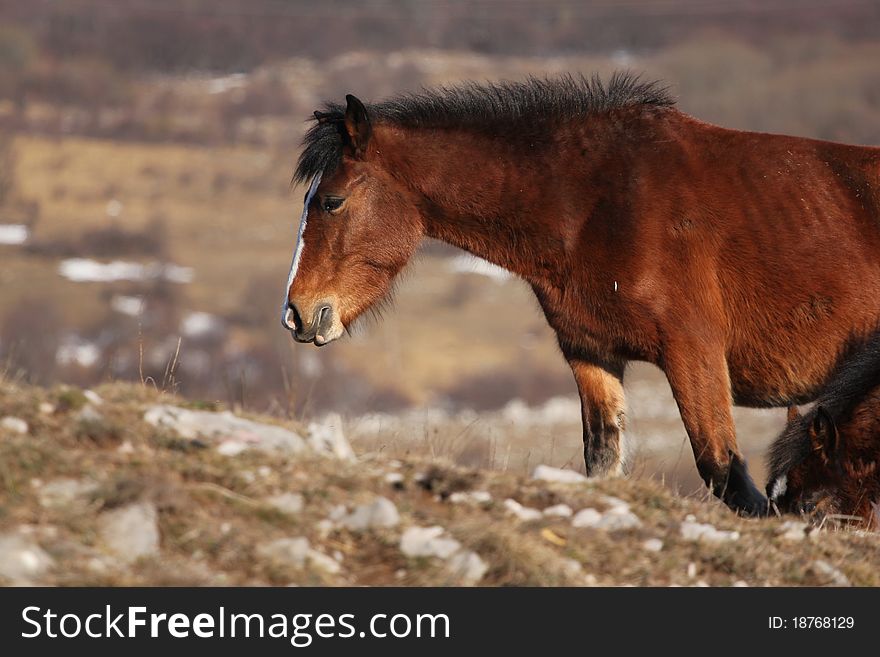 Wild horse in the nature