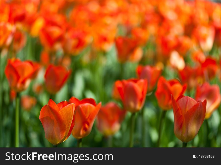 Cropped view of a field of orange tulips