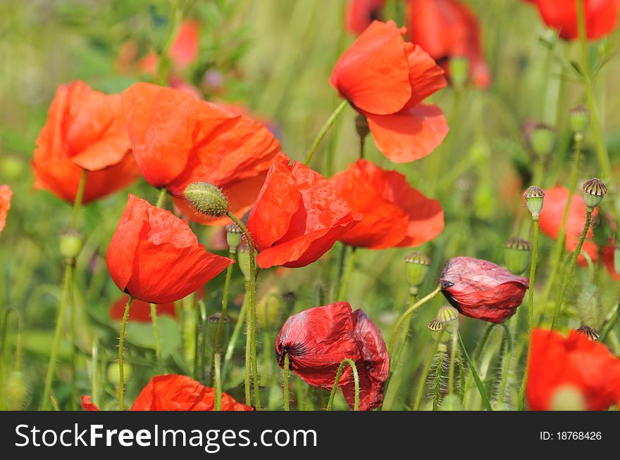 Field of poppies. red flowers