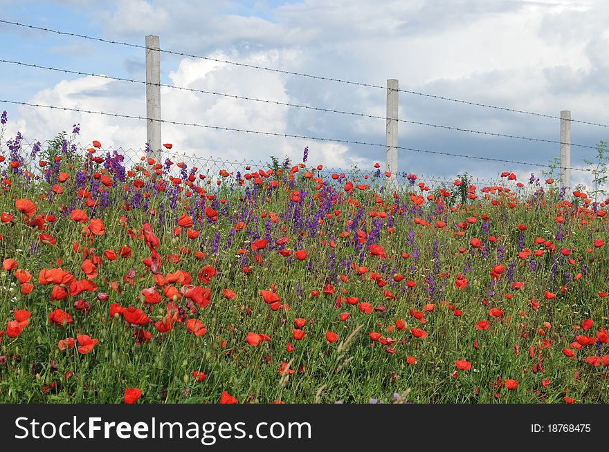 Field of poppies. red flowers