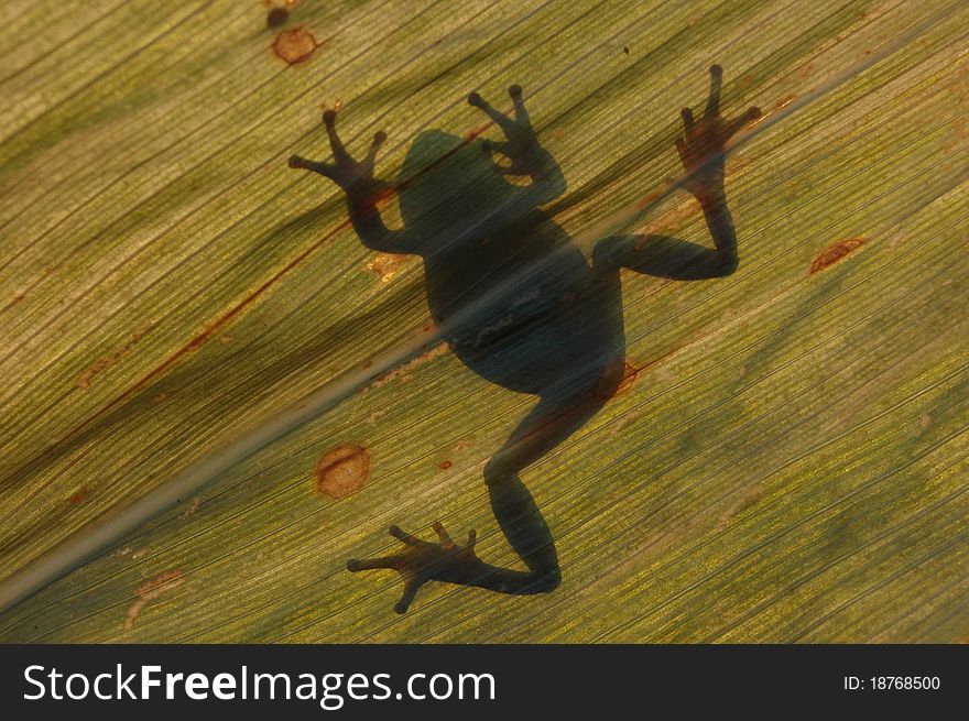 Frog silhouette on a leaf