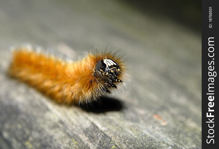 Caterpillar Close up with great details captured