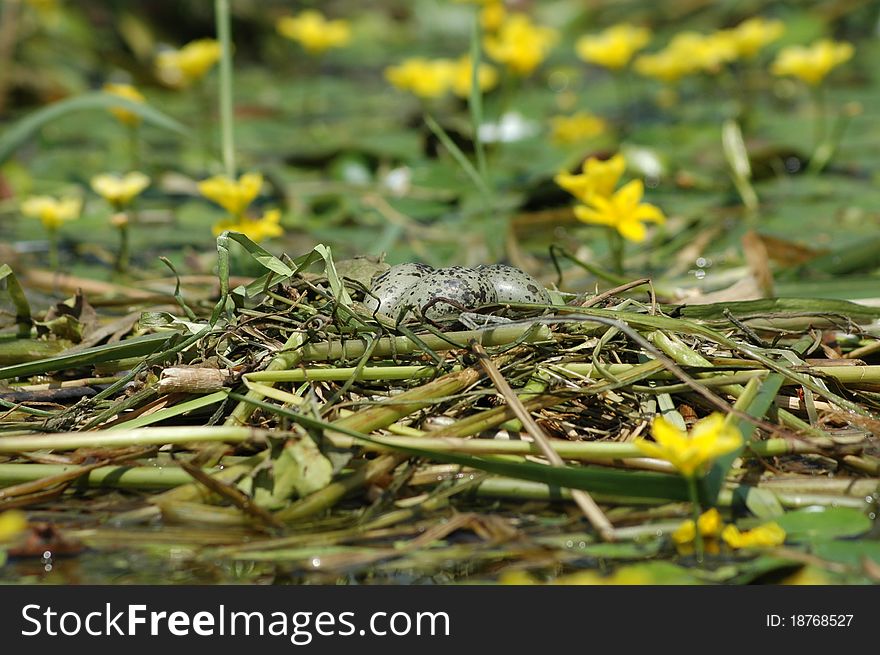 Bird's nest with eggs in water. surrounded by water lilies