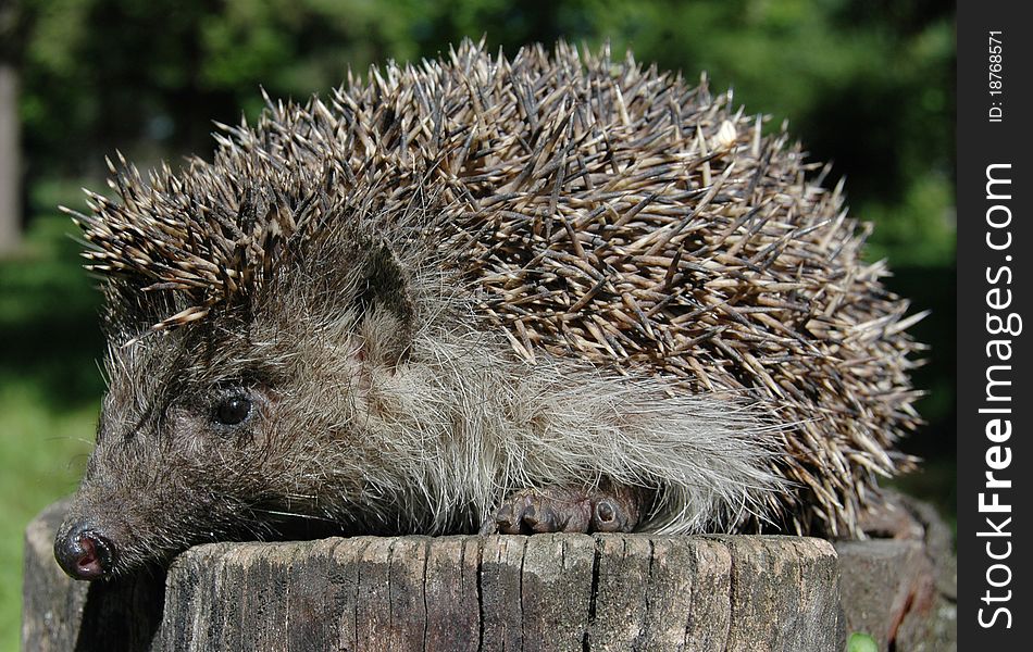 Closeup of wild hedgehog on stump