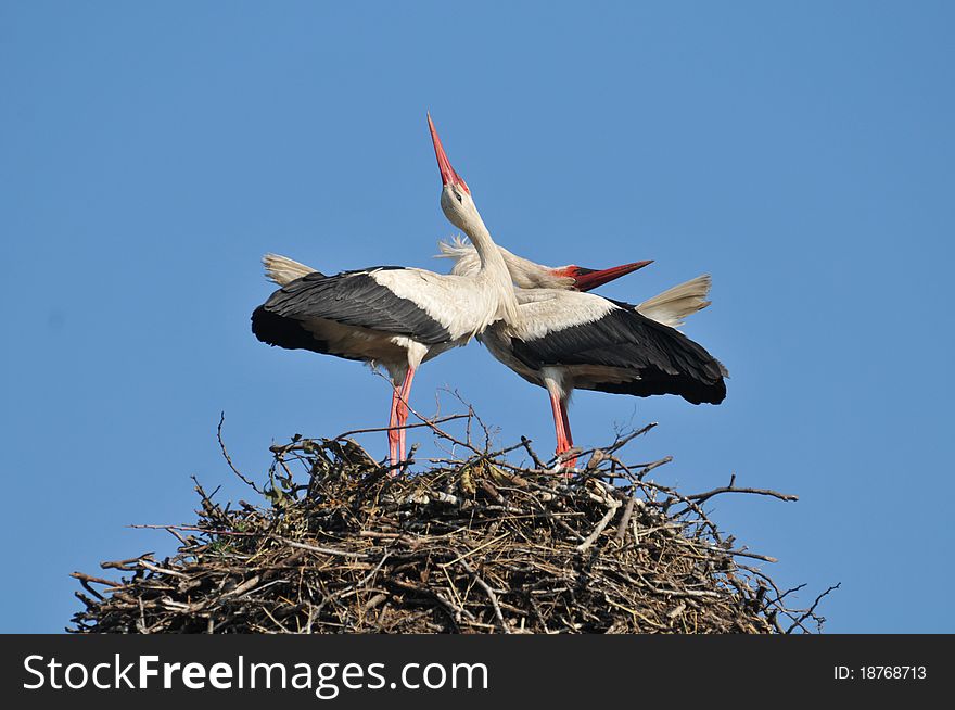 Storks in the nest. love dance