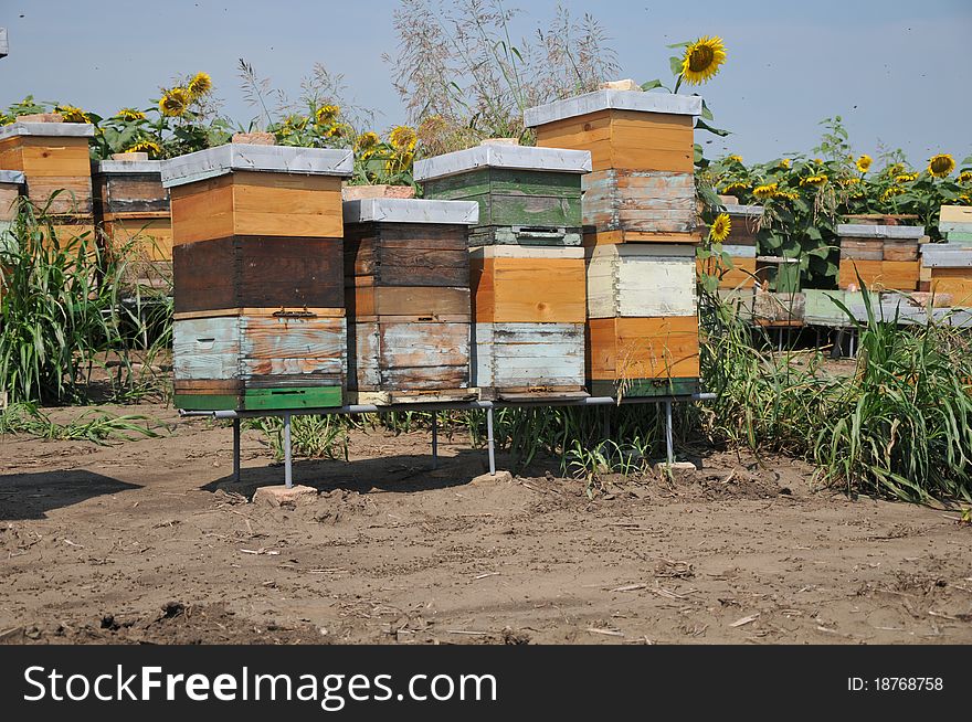 Wooden beehive in sunflowers field